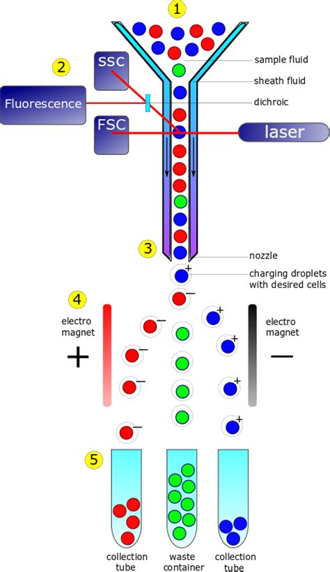 Flow cytometry and cell sorting by FACS. In the flow cell (1), the... | Download Scientific Diagram