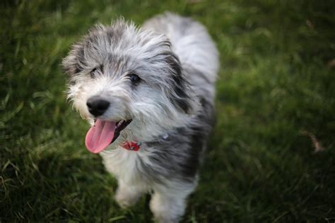 Top 7 Adorable Aussiedoodle Haircuts (With Pictures)