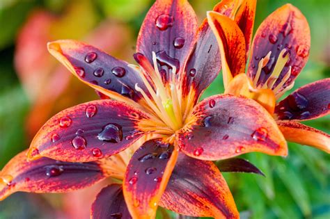 Vibrant Orange Lily with Water Drops - HD Wallpaper