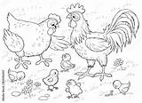 Hen And Rooster Coloring Page Chicken Pages  Vrogueco sketch template