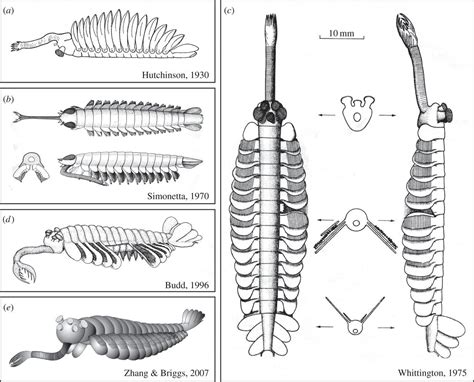 Extraordinary fossils reveal the nature of Cambrian life: a commentary on Whittington (1975 ...