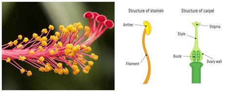 Androecium and Gynoecium — lesson. Science State Board, Class 10.