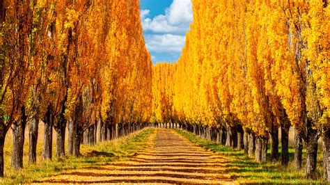 Autumn Trees New England – Bing Wallpaper Download