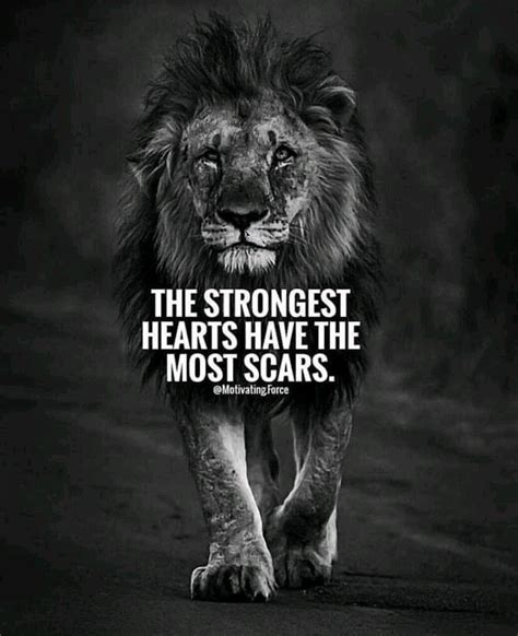 Lion Motivation in 2020 | Lion motivation, Lion quotes, Inspirational ...