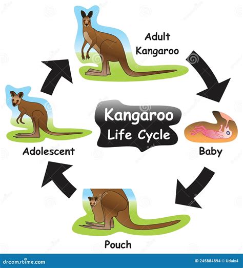 Kangaroo Life Cycle Infographic Diagram Vector Illustration ...