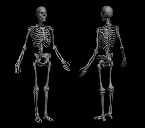 ArtStation - Anatomical Human Skeleton | Resources