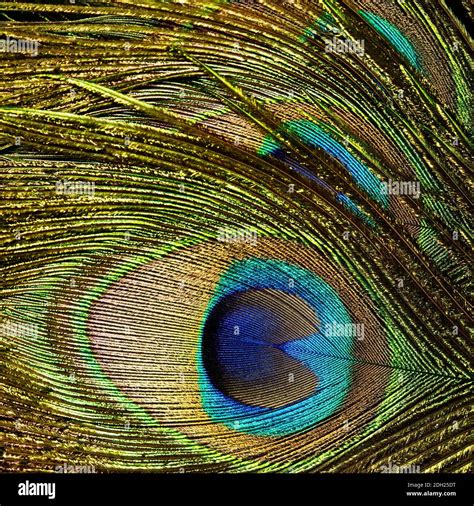 Close up peacock feather hi-res stock photography and images - Alamy