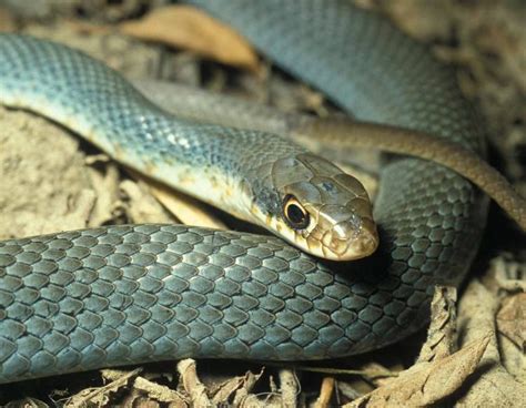 Eastern Yellow Bellied Racer Facts and Pictures