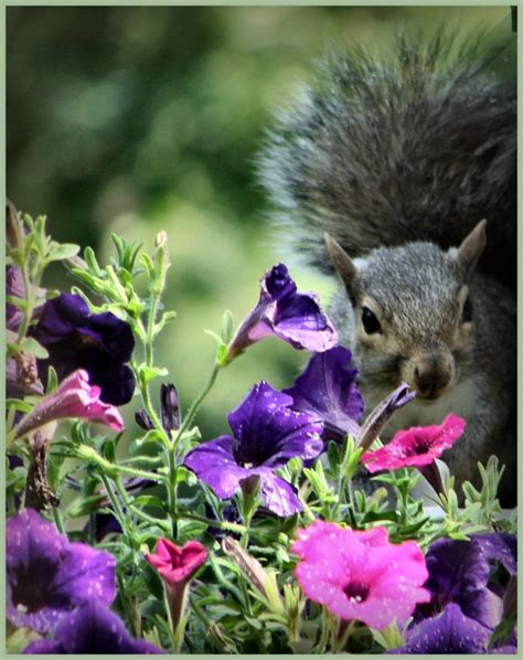 Squirrel and flowers