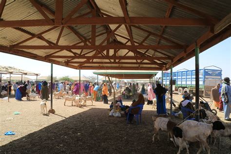 A market full of life: Burao Livestock Market, Somaliland | ISTVS