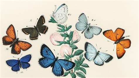 Vintage butterfly desktop wallpaper, background painting, Butterflies and… | Vintage desktop ...