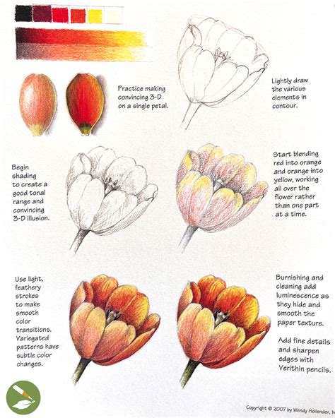 How To Draw a Tulip in 12 Easy Steps - Draw Botanical LLC