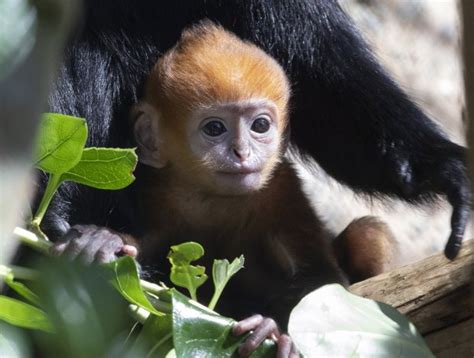 San Francisco Zoo reveals new addition -- rare baby monkey