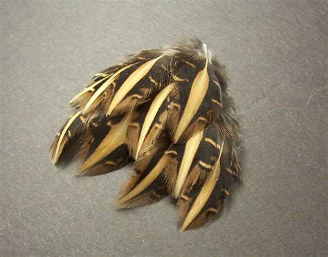 Striped Brown Quail Feathers Set of 10 Crafting Bird by lolwtf