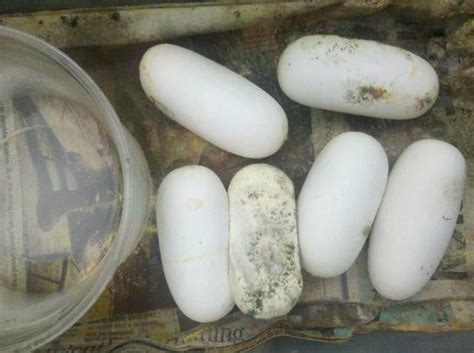 kingsnake.com photo gallery > Bull/Gopher/Pine Snakes > 2011 bullsnake eggs