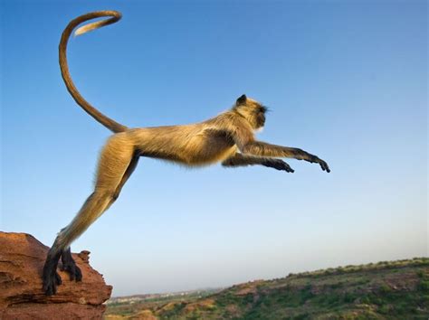 1000+ images about Leaping animals on Pinterest