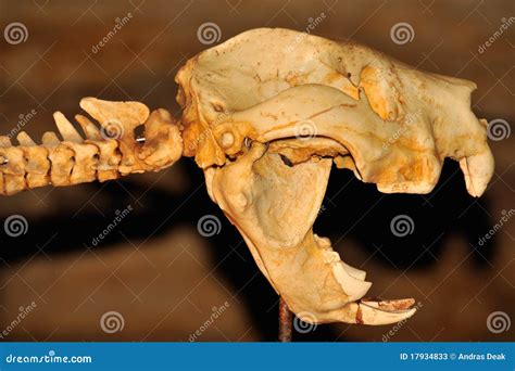 Skull of a Marsupial Lion in a Cave Stock Image - Image of carnifex, thylacoleo: 17934833