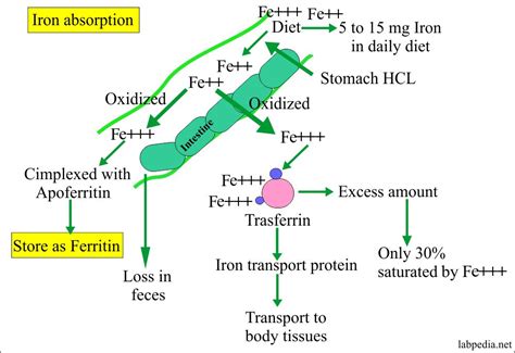 Ferritin (serum Ferritin Level) – Labpedia.net