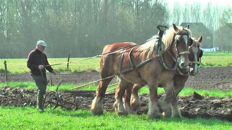 Belgian Draft Horses-ploughing with a special reversible plough ...