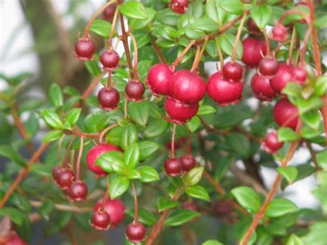 Ugni molinae (Chilean Guava) | Guava, Edible landscaping, Silver plant