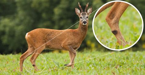 Tarsal Glands on Deer (what we know, explained) - World Deer