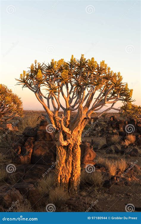 Sunset View of Quiver Tree Forest at Garas Stock Photo - Image of rural ...