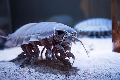 Giant Isopod Facts - Animals Of The Oceans - WorldAtlas.com