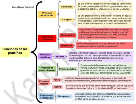 Funciones de las Proteínas | Karen Rivera Del Angel | uDocz