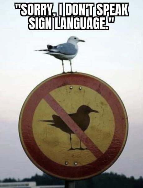 Best Funny seagull Memes - 9GAG