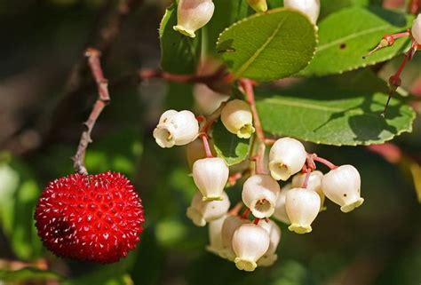 Arbutus unedo | How to attract hummingbirds, Flower garden design, Arbutus unedo