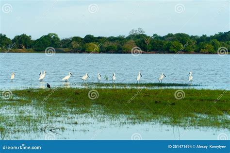 Kumana National Park with Lake and Birds. Stock Photo - Image of ...