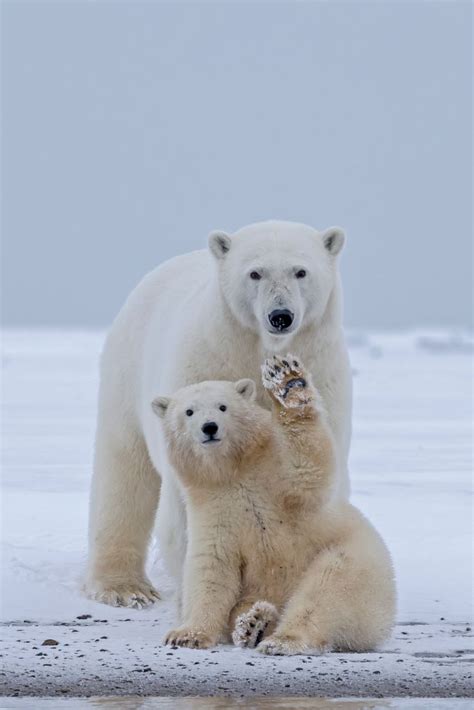 Most Polar Bears To Disappear By End Of Century, Study Finds | Time