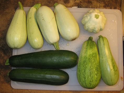 Summer Squash