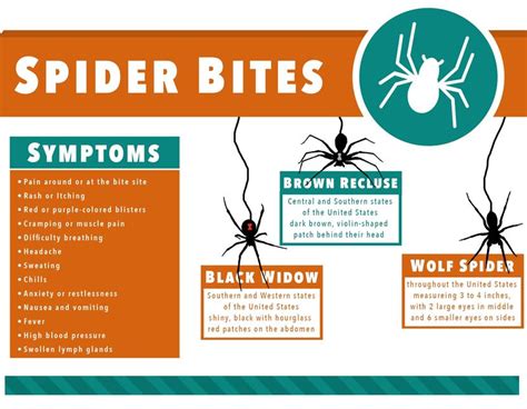 Wolf Spider Bite Treatment: Home Remedies and Prevention