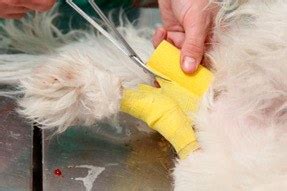 Need-to-Know Information on Canine Leg Injuries - The Dogington Post