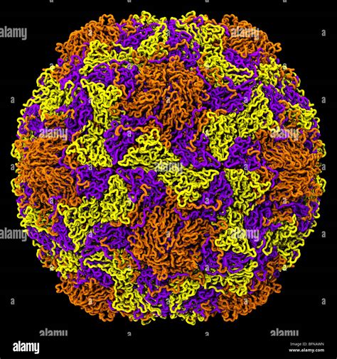 Human rhinovirus structure. Three dimensional computer generated model ...