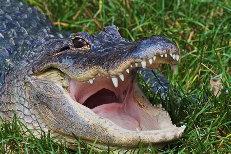 The Creature Feature: 10 Fun Facts About the American Alligator | WIRED