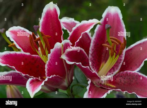 Stargazer lily yellow hi-res stock photography and images - Alamy