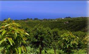 Kona Coffee Farms in the State of Hawaii – Konacoffee.com