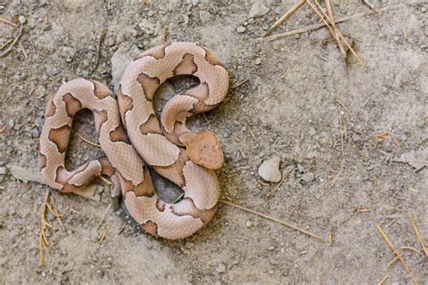 72-year-old woman kills 11 copperhead snakes in Oklahoma