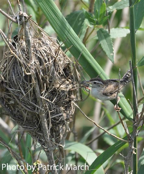 Tennessee Watchable Wildlife | Marsh Wren - Habitat: 1