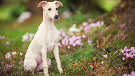 13 quietest dog breeds that make peaceful companions | PetsRadar