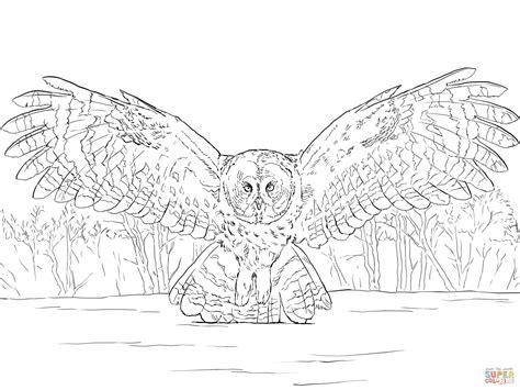 Great Grey Owl Flying coloring page | Free Printable Coloring Pages