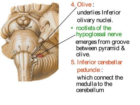 Brainstem