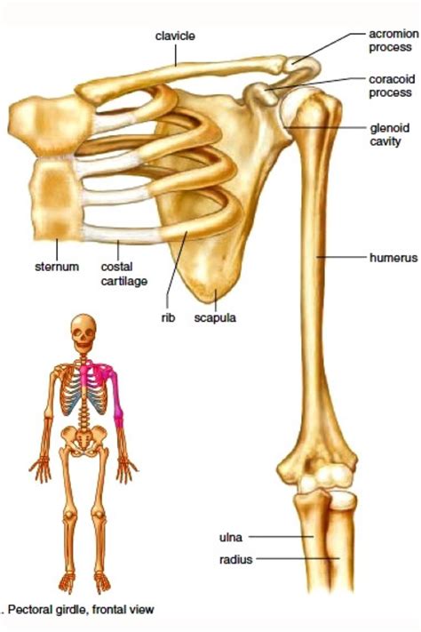 PECTORAL GIRDLE ANATOMY | Anatomy bones, Human anatomy and physiology ...