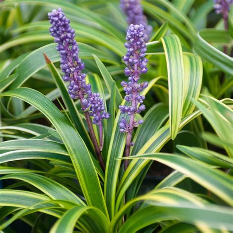 Liriope Variegated 1 Gallon – Plants Direct To You