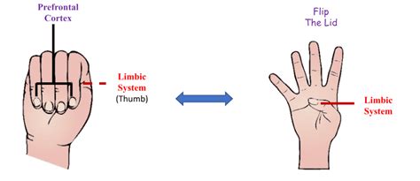 The Hand Model of the Brain: Alliance Behavioral Psychiatry: Outpatient ...