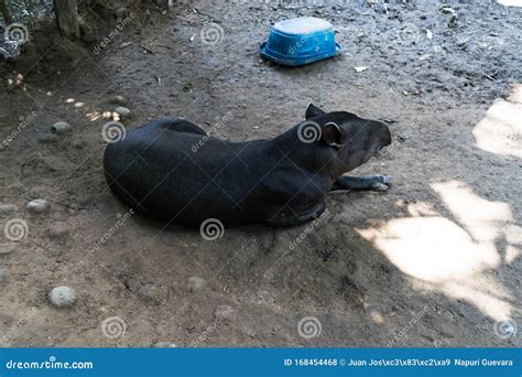 South American Tapir - Tapirus Terrestris - Resting in Its Habitat. Stock Photo - Image of ...