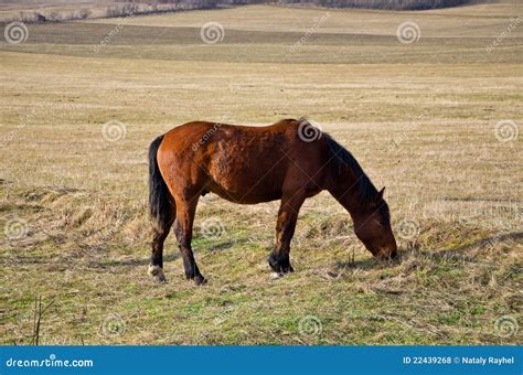 Horse is feeding stock photo. Image of mammal, muzzle - 22439268