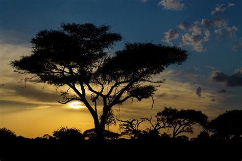 African sunset with acacia tree Photograph by Yuliia - Fine Art America